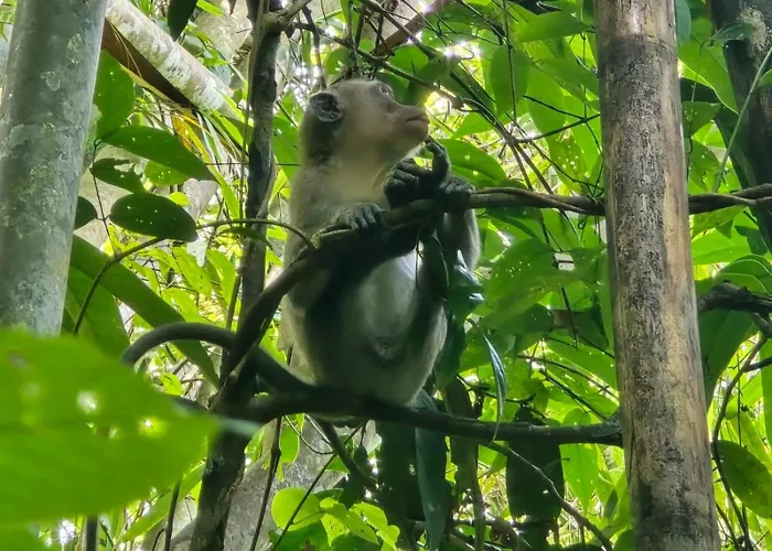 Khaosok Creek And Jungle Resort
